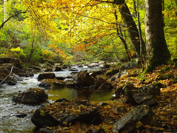 Herbst_Fluss